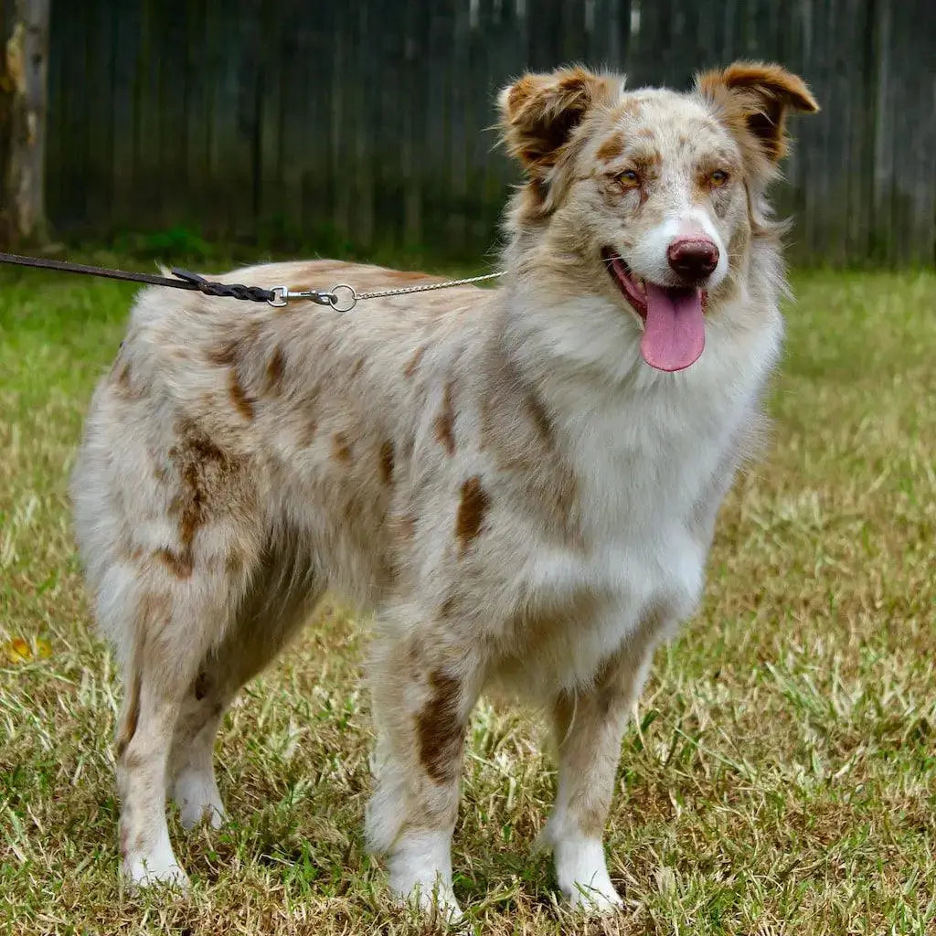 Breed Snapshot - The Australian Shepherd