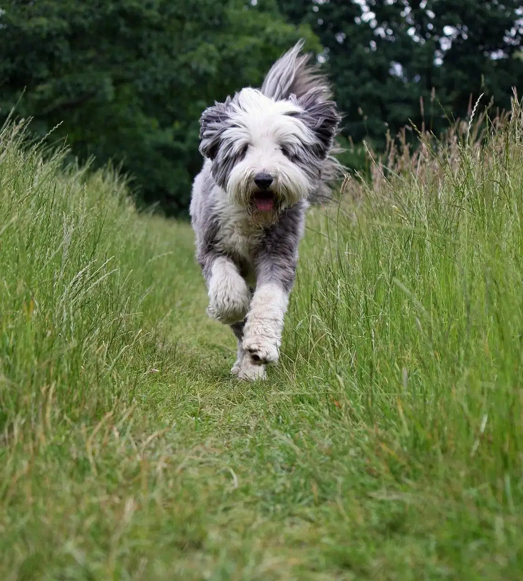 Breed Snapshot - The Bearded Collie