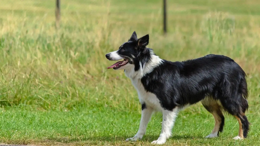 Breed Snapshot - The Border Collie