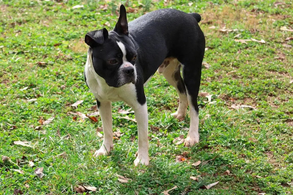 Breed Snapshot - The Boston Terrier