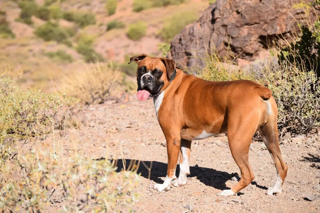 Breed Snapshot - The Boxer