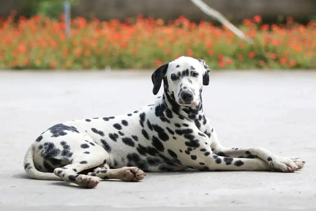 Breed Snapshot - The Dalmatian