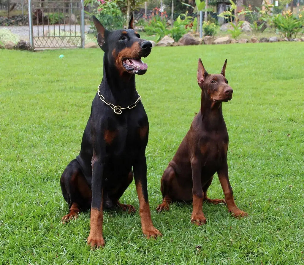 Breed Snapshot - The Doberman Pinscher