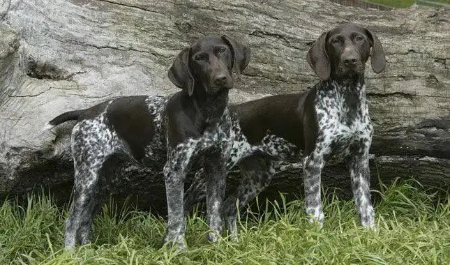 Breed Snapshot- The German Shorthaired Pointer