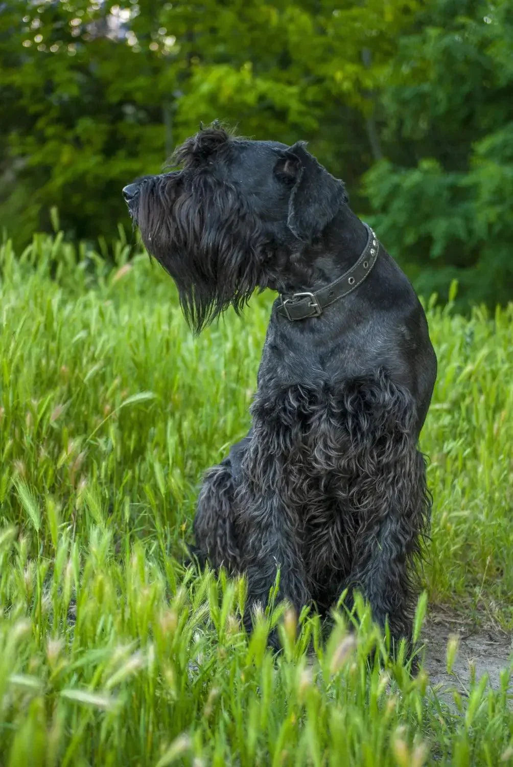 Breed Snapshot - The Giant Schnauzer