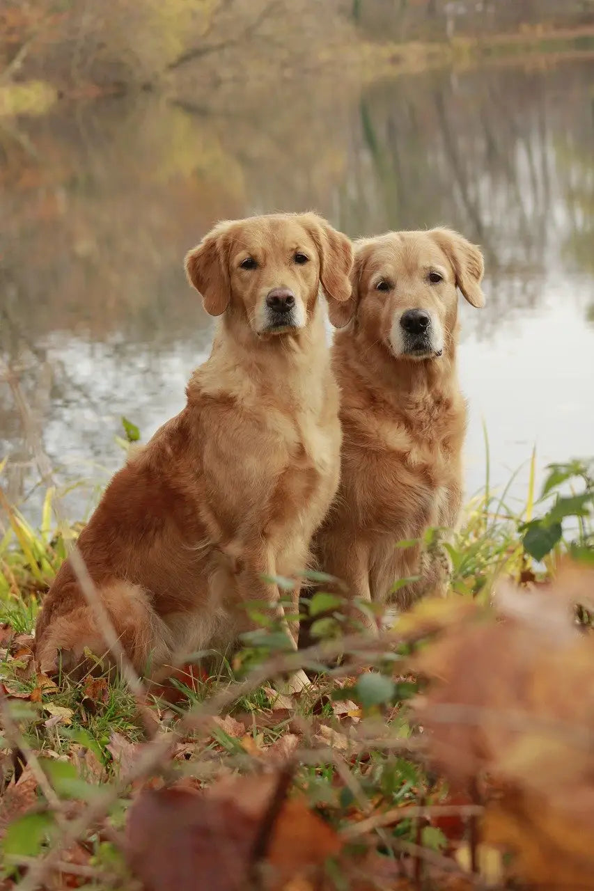 Breed Snapshot - The Golden Retriever