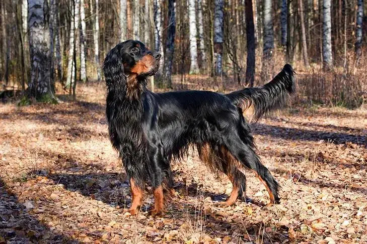 Breed Snapshot - The Gordon Setter