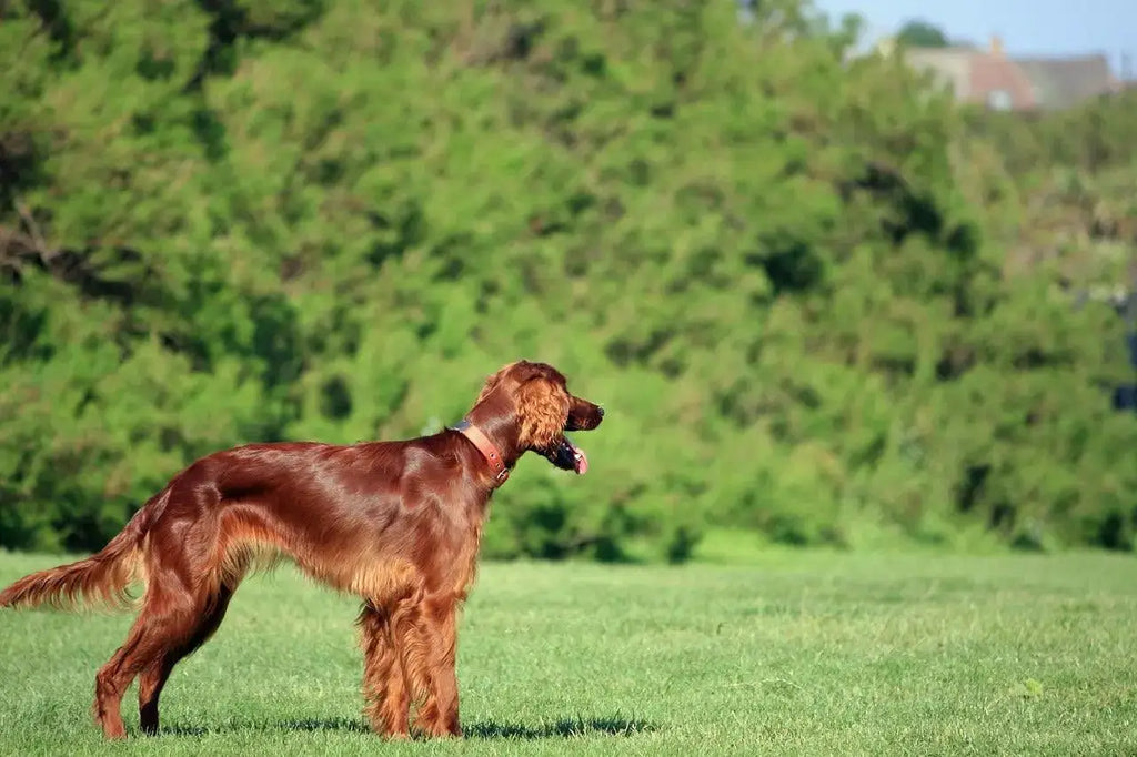 Breed Snapshot - The Irish Setter