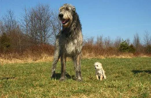 Breed Snapshot - The Irish Wolfhound