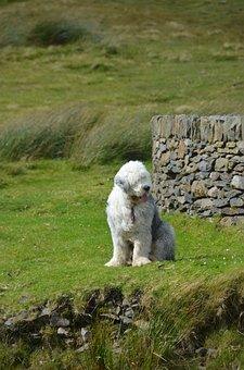 Breed Snapshot - The Olde English Sheepdog