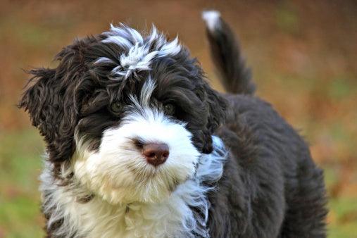 Breed Snapshot - The Portuguese Water Dog