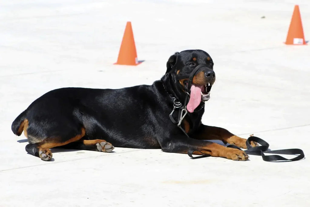 Breed Snapshot - The Rottweiler