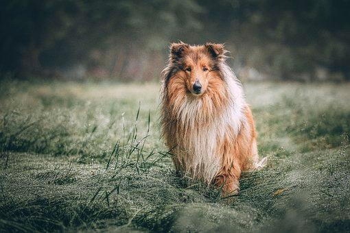 Breed Snapshot - The Rough Collie