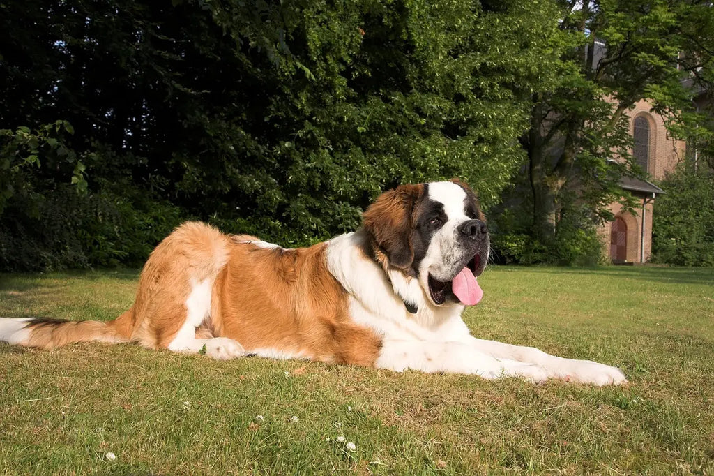 Breed Snapshot - The Saint Bernard