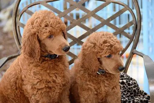 Breed Snapshot - The Standard Poodle