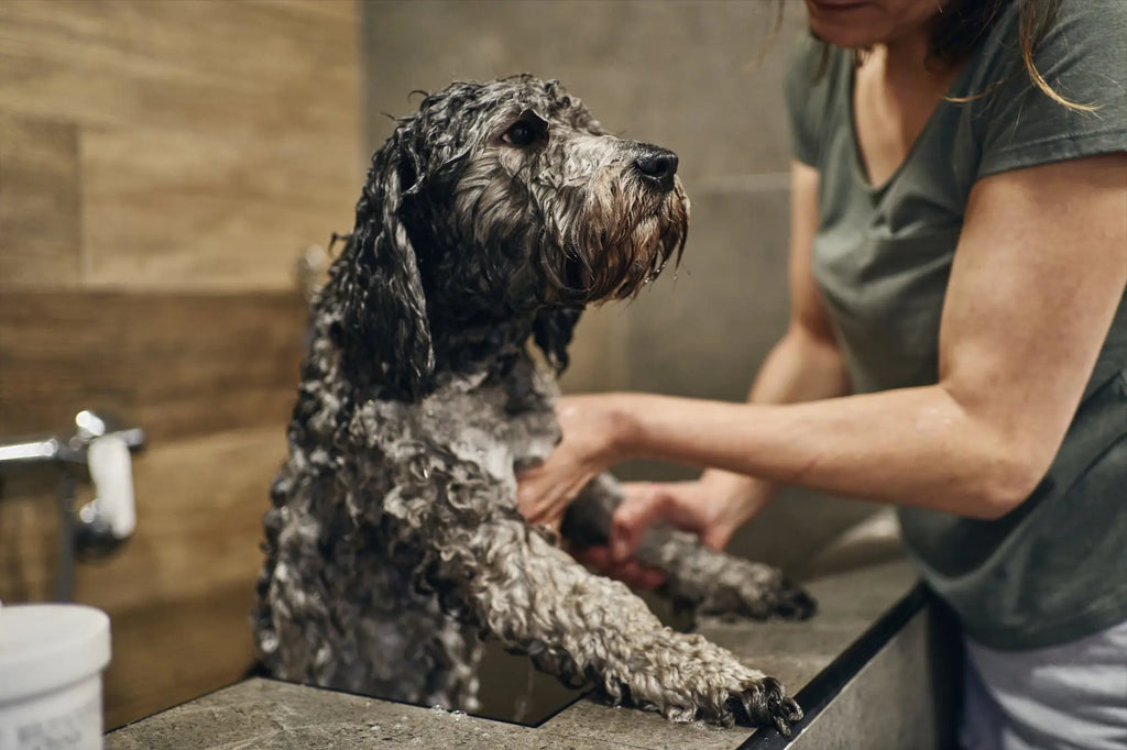 Transform Your Dog’s Bath with Luxurious Shampoo!