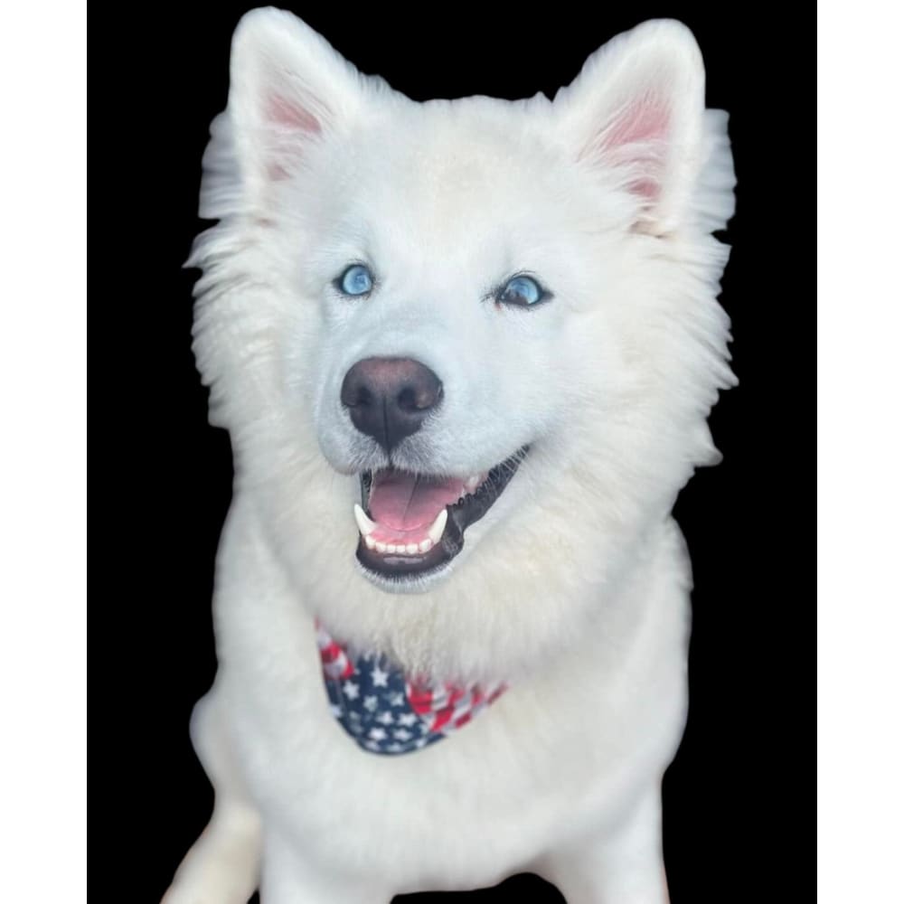 America the Beautiful Bandana Patriotic Dog Collars