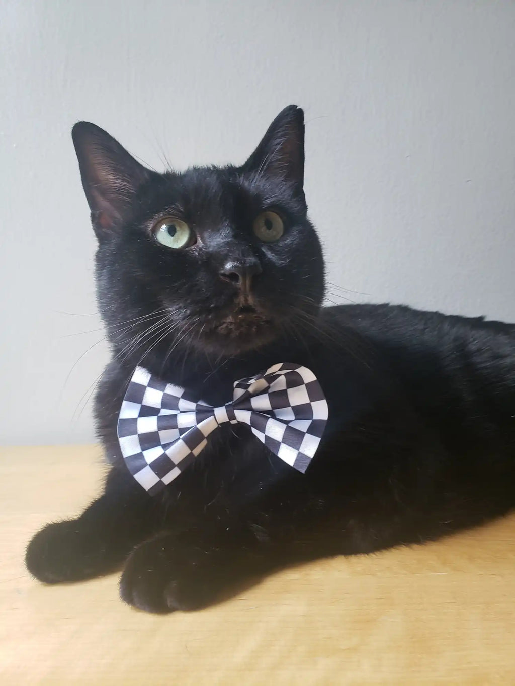 Black cat wearing a black and white checkered bow tie.