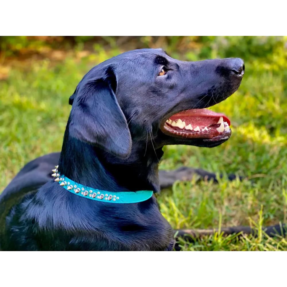 Double Crystal and Spike Croc Dog Collar - Dog Collars