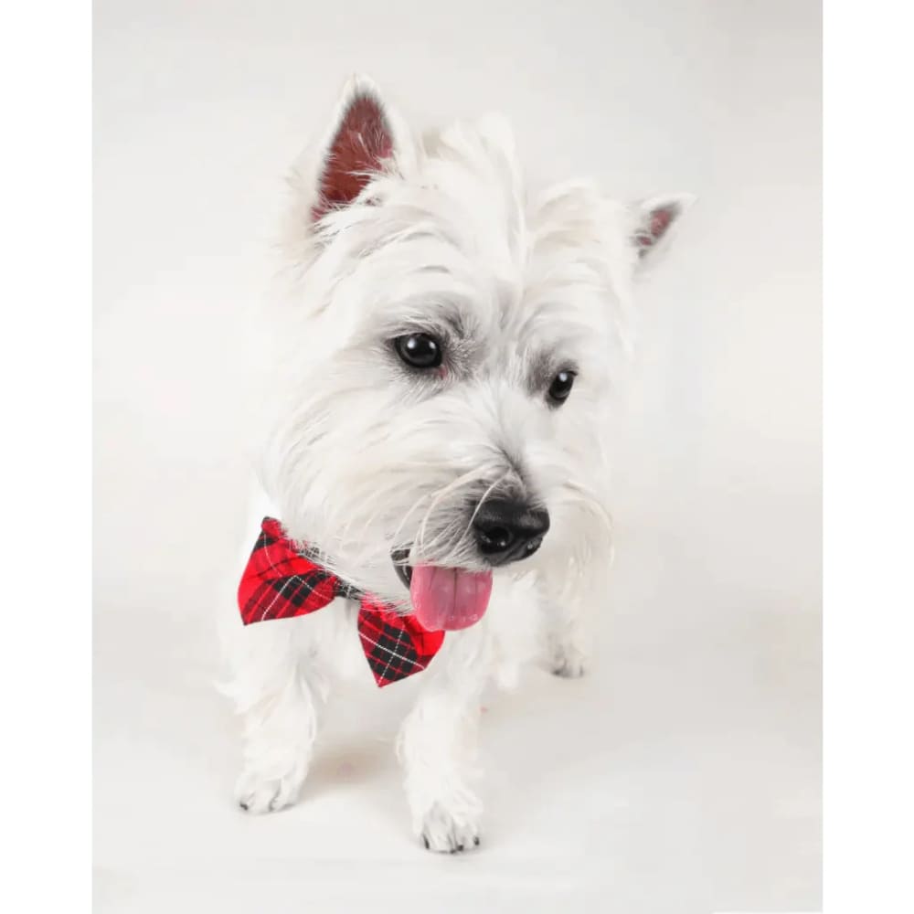 Pet Bow Tie Plaid - Bow Tie