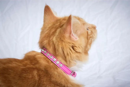 Single Row Rhinestone Breakaway Cat Safety Collar - Cat