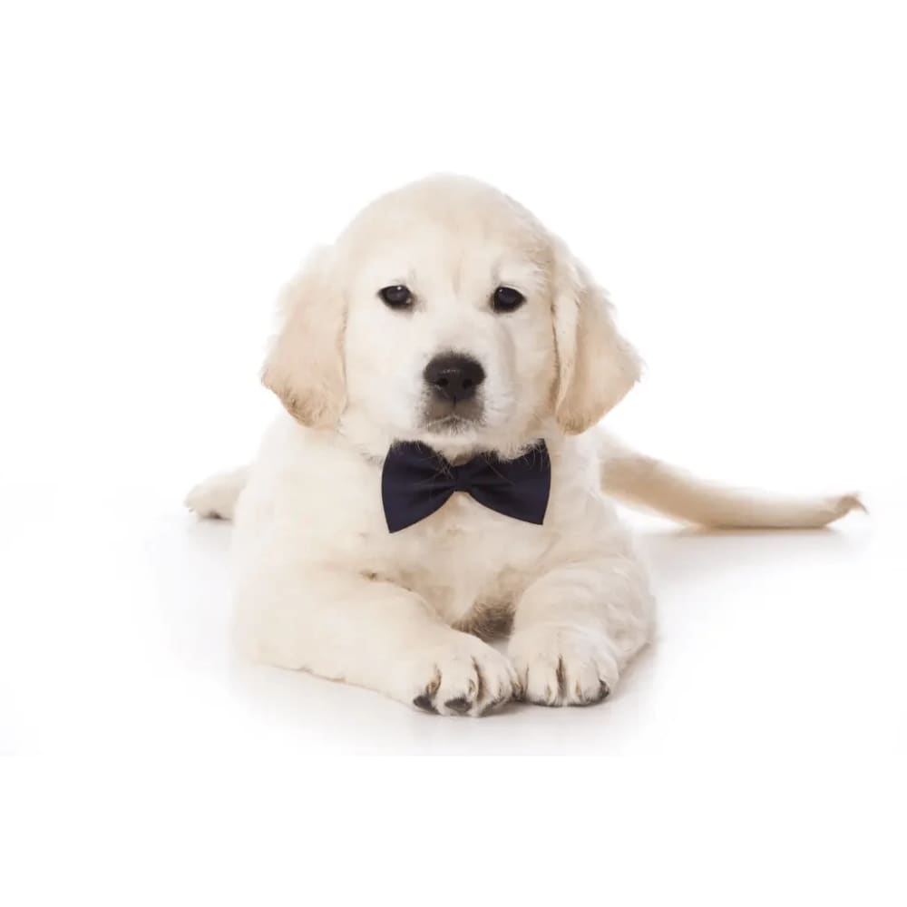 Solid Colors Pet Bow Ties - Bow Tie